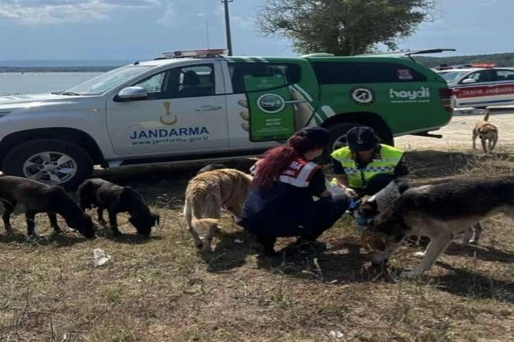 Jandarmalar sahipsiz hayvanlara su ve mama verdi