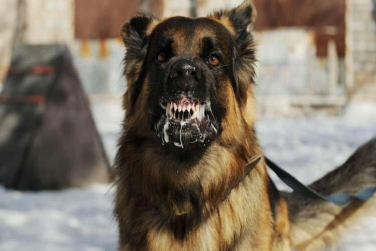 Kuduz olduğumuzu nasıl anlarız? Belirtileri neler? haberinin görseli