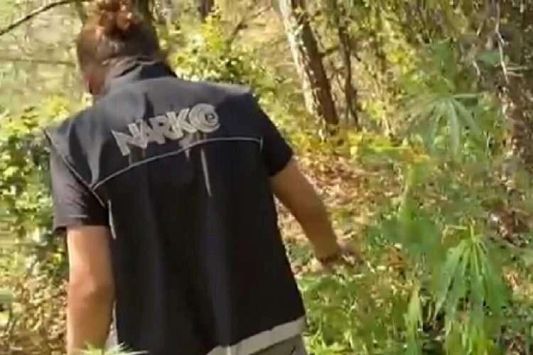 Ödemiş'te zehir tarlasına polis baskını haberinin görseli