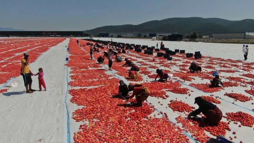 Torbalı Ovası gelincik tarlasına döndü