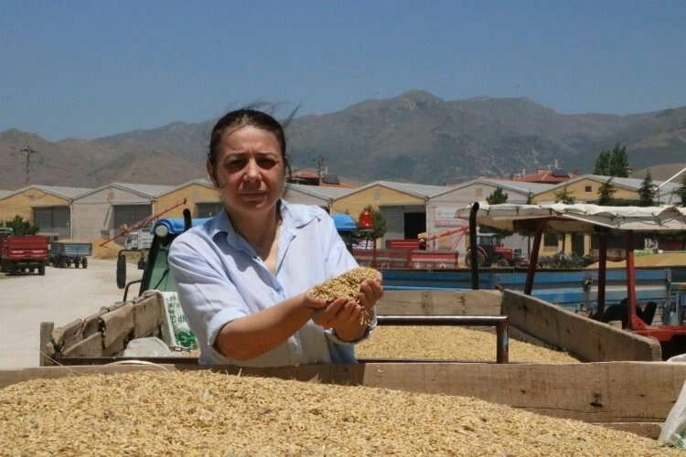 Arpa üreticileri alım fiyatlarından dertli haberinin görseli