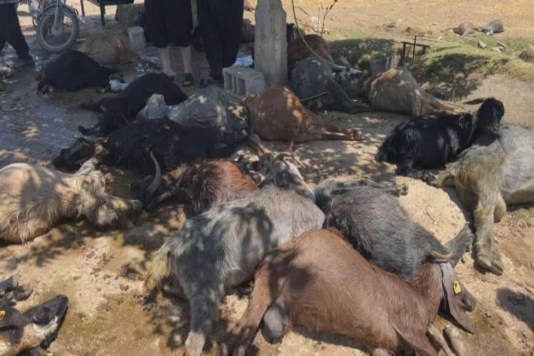Hatay’da 77 küçükbaş hayvan telef oldu haberinin görseli