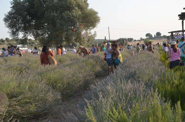 Aydın Didim'de Lavanta festivali coşkusu