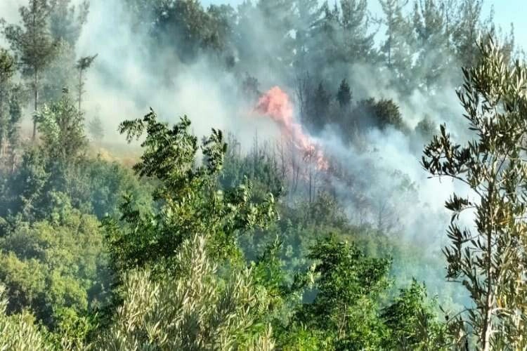 Anız yangını ormana sıçradı yangın hızla büyüdü haberinin görseli