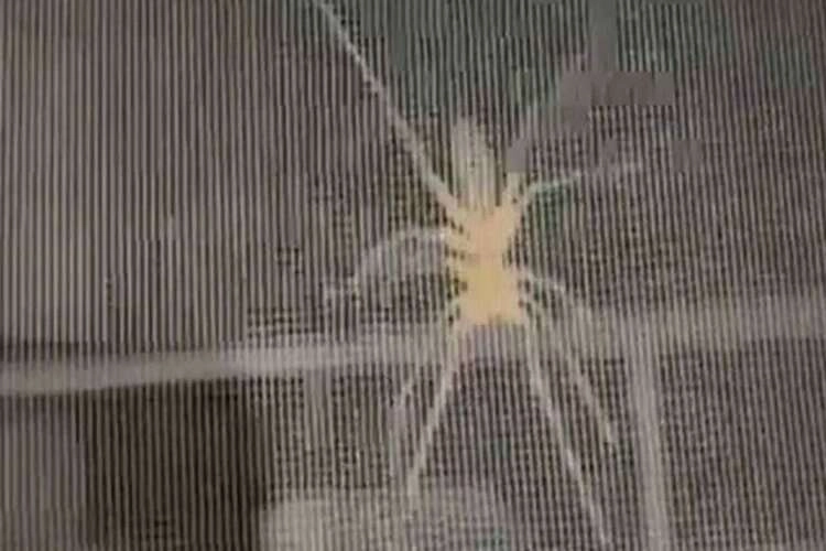 Et yiyen örümcek paniğe sebep oldu haberinin görseli