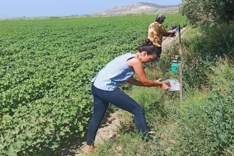 Aydın'da pamuk üreticilerine çağrı haberinin görseli