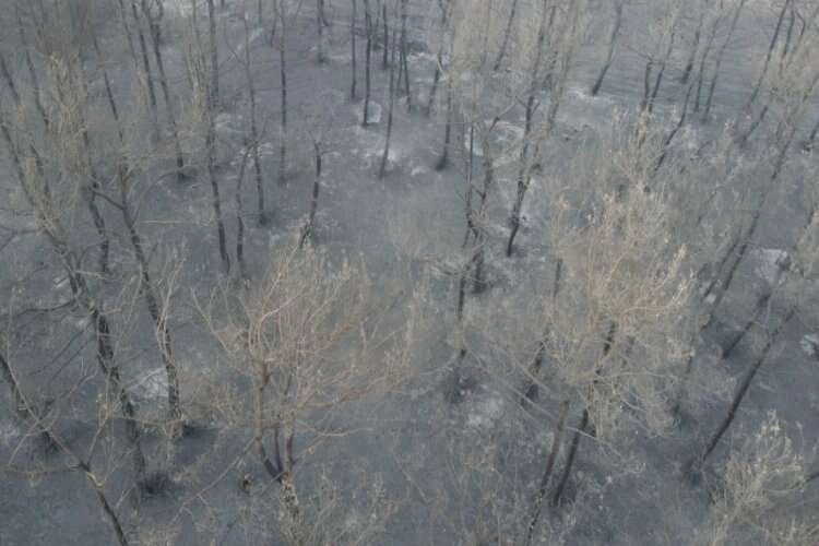 Çanakkale'deki orman yangınına 38. saatte müdahale sürüyor haberinin görseli