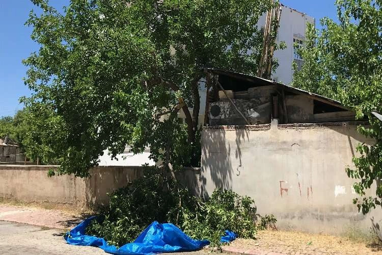 Dut silkelerken ağaçtan düştü, hayatını kaybetti haberinin görseli