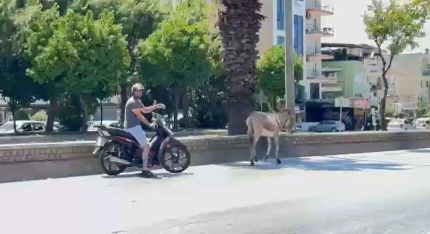 Aydın'da sahipsiz eşek trafiğe karıştı