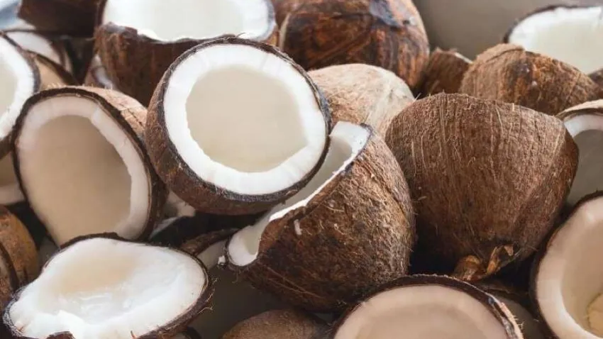 Son zamanlarda popüler hale gelen Hindistan cevizi yağı, pek çok alanda sıklıkla yer almaya başladı. Peki faydaları neler?