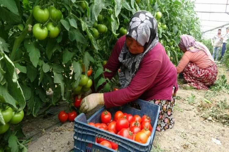 Dikkat! Bu köyde işsizlik derdi yok haberinin görseli