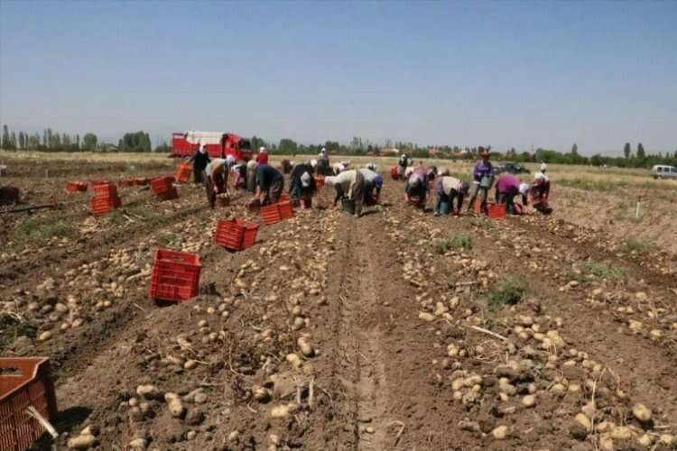 Afyonkarahisar'da patates hasadı başladı haberinin görseli
