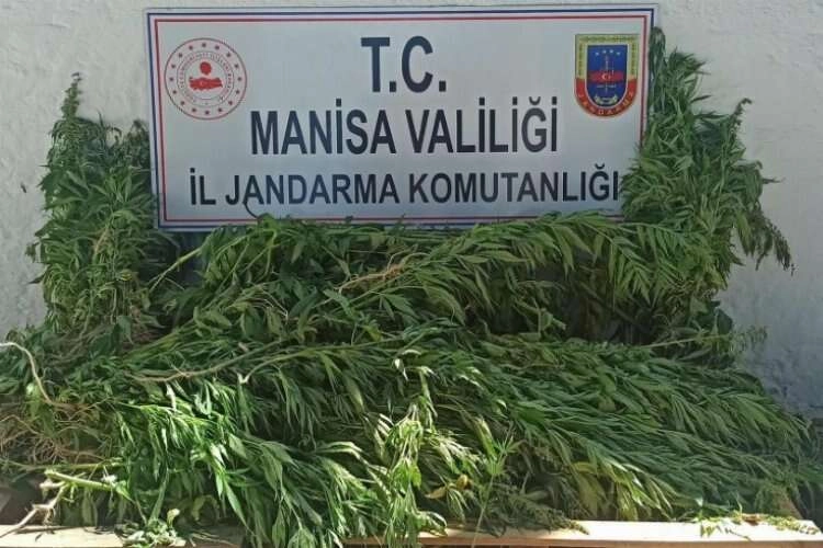 Manisa'da yasadışı kenevir operasyonu