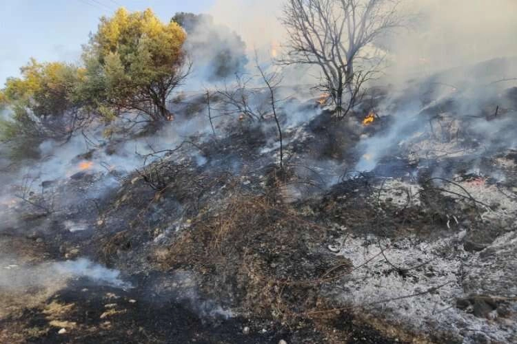 Aydın'da yangın: Müdahale sürüyor haberinin görseli