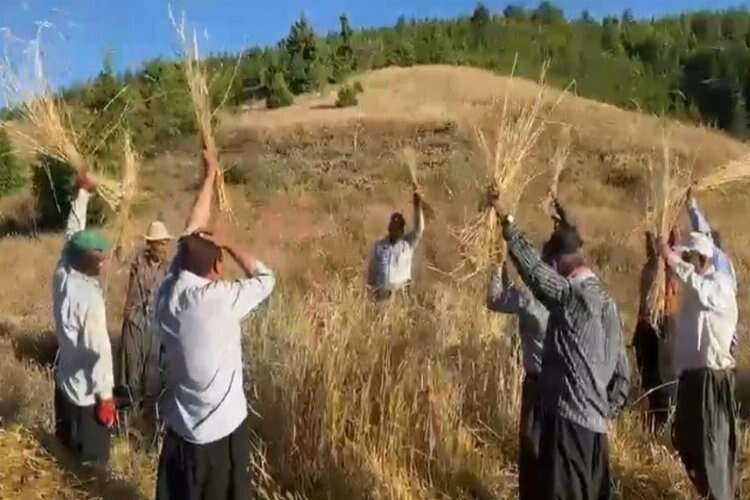Bereket duası ile geleneksel hasat haberinin görseli