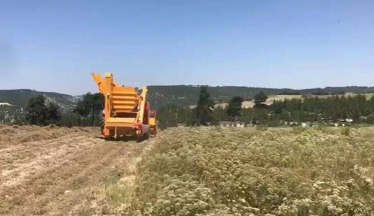 Denizli kekiğinde hasat sürüyor