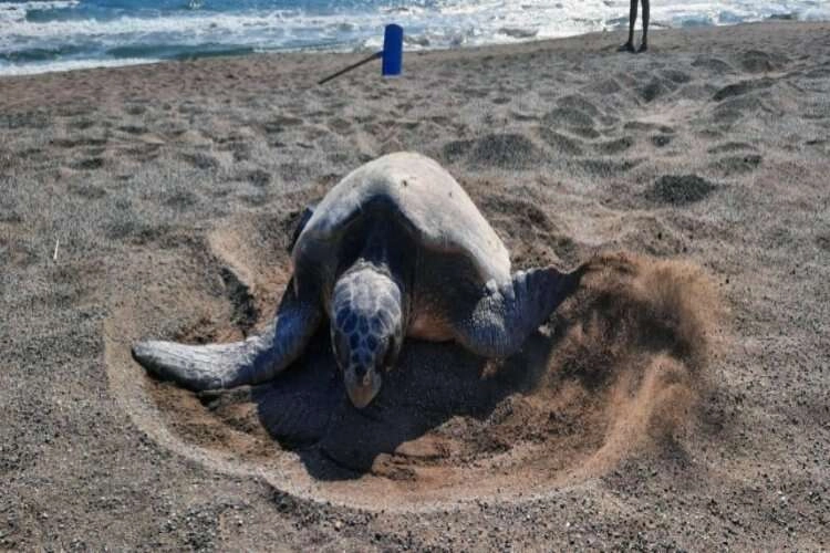İztuzu'nda caretta yuva sayısı 600’e ulaştı haberinin görseli