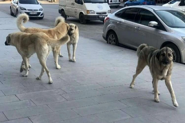 Valilik talimat verdi: Tüm ilçelerden toplanacaklar haberinin görseli