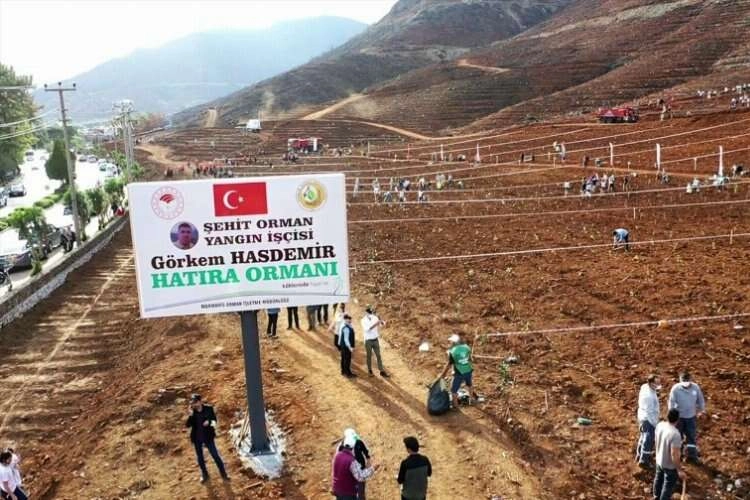 İhmal ve kazalar Türkiye ormanlarını yok ediyor