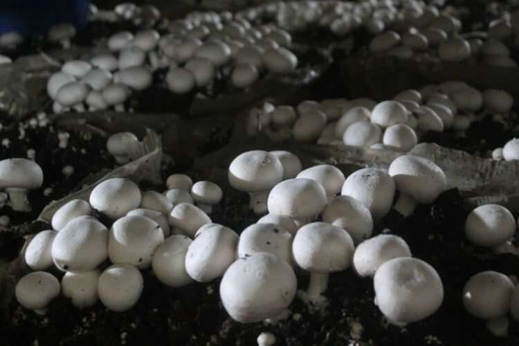 Bu mantarların tadı damağınızda kalacak haberinin görseli