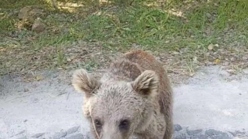 Bitlis'te bulunan 2 bin 948 rakımdaki Nemrut Kalderası'nda yaşayan yavru ayının kendisini görüntülemek isteyen araç sürücüsüne saldırısı kameraya yansıdı
