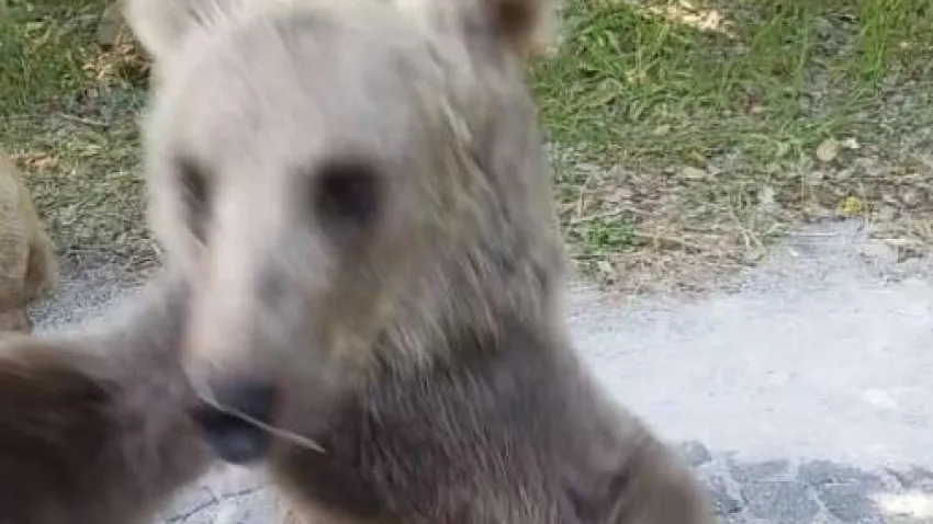 Dünyanın ikinci, Avrupa’nın ise en büyük krater gölü olan Nemrut Krater Gölü civarında yaşayan boz ayılar ziyaretçilerin ilgisini çekmeye devam ediyor. Her gün yerli ve yabancı yüzlerce turistin akın ettiği Nemrut Kalderası, doğal güzelliğinin yanı sıra boz ayılarıyla da ziyaretçilerin ilgisini çekiyor. Nemrut Kalderası'nı gezmeye giden Zeki Ulaştan, yavru boz ayıları gördü.