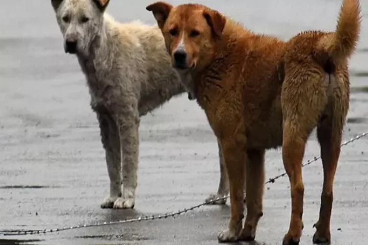 İzmir’de sağlıksız ortamda bakılan 52 köpeğe el konuldu haberinin görseli