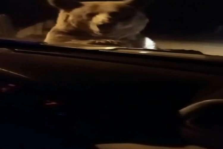 Karnı acıkan ayı otomobilin önüne atladı! haberinin görseli