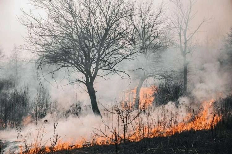 Orman yangınlarının nedeni 'anız' mı?