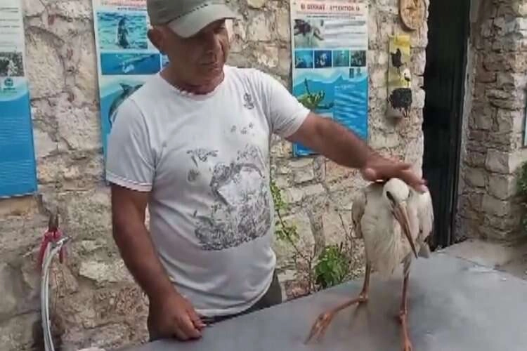 Aydın'da eriyen asfaltta leylek mahsur kaldı! haberinin görseli