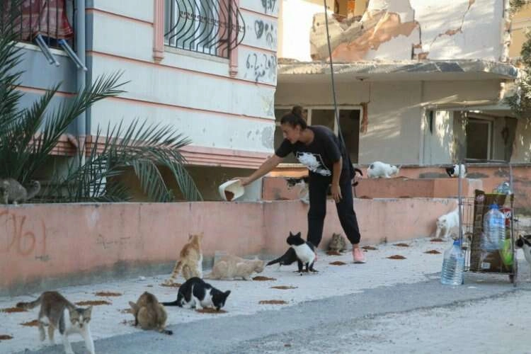 Enkaz kentin kedilerine annelik yapıyor haberinin görseli