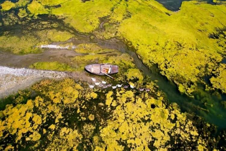 Seyhan Nehri nefes alamıyor: Yosundan geçilmiyor haberinin görseli