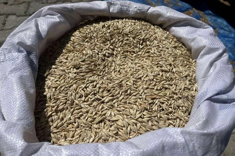 Kastamonu'nun siyez buğdayı mercek altında haberinin görseli