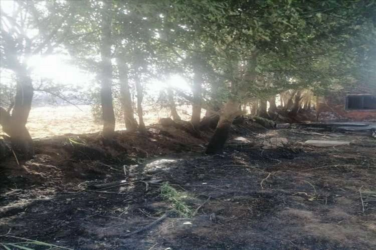Uşak'ta meyve bahçesinde yangın çıktı haberinin görseli