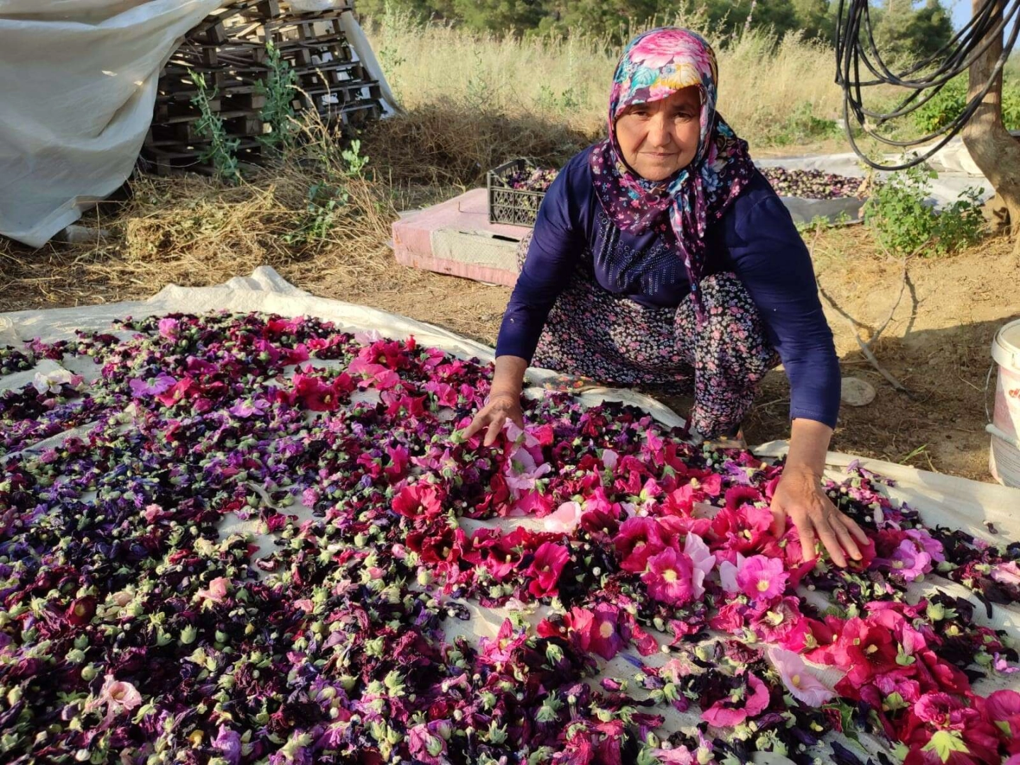 Denizli'nin deve gülü ekmek kapısı oldu