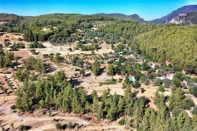 Doğa Derneği: Akbelen hepimizin desteğini bekliyor haberinin görseli