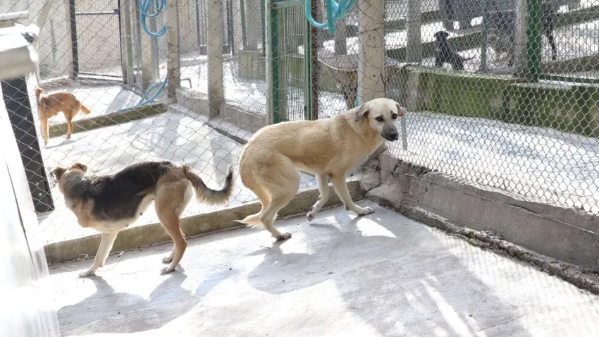 köpekler_ilkses