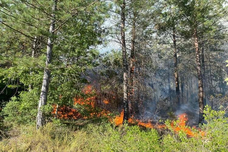 Sakarya'da orman yangını: 3 buçuk saat sonra kontrol altına alındı