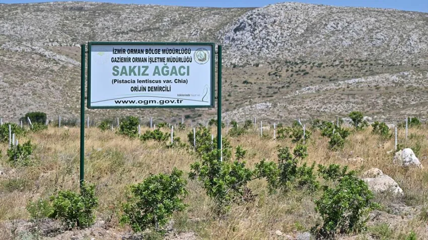 sakız ağacı_ilkses