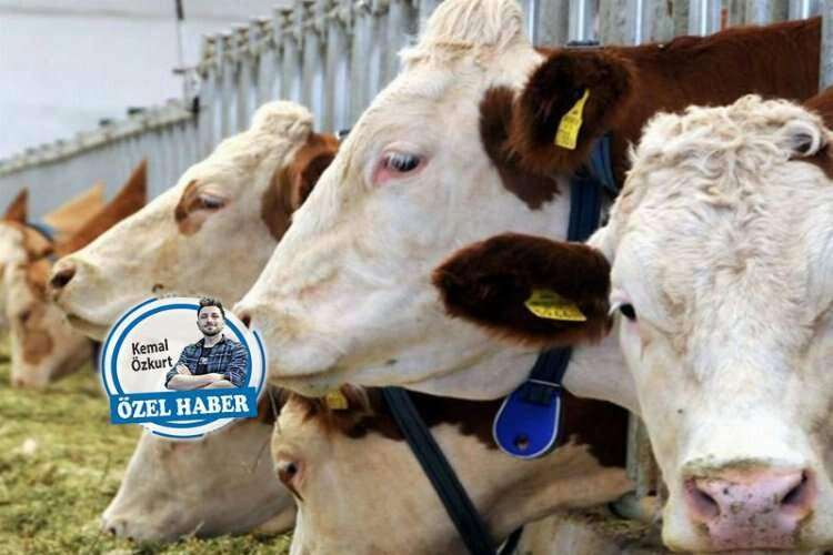 Vegan tüketim trendi hayvancılığa tehdit haberinin görseli