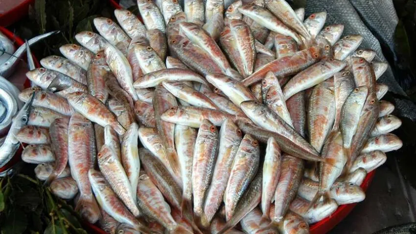 Omega 3 ve Omega 6 yağ asitleri ve proteince zengin olan barbunun içerisinde A, B1, B2, B12, C ve E vitaminleri bulunur. Barbunya balığı ayrıca thiamin, niyasin, folat ve pantotenik asit içerir. Mineral açısından da son derece zengin olan barbunya, yüksek oranda selenyum ve fosfora sahiptir.