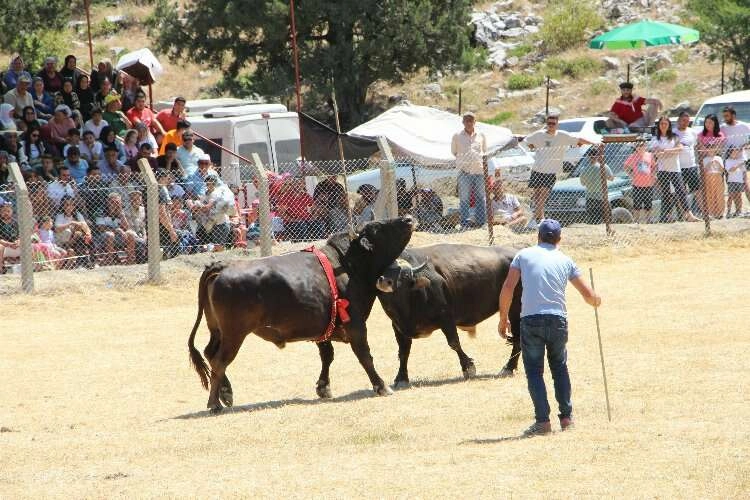 Antalya'da korku dolu anlar! Boğalar seyircilerin arasına daldı