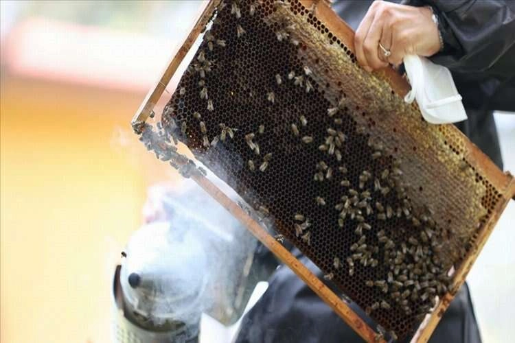 İklim değişikliği kestane balını vurdu! Kestane balında rekolte düştü haberinin görseli
