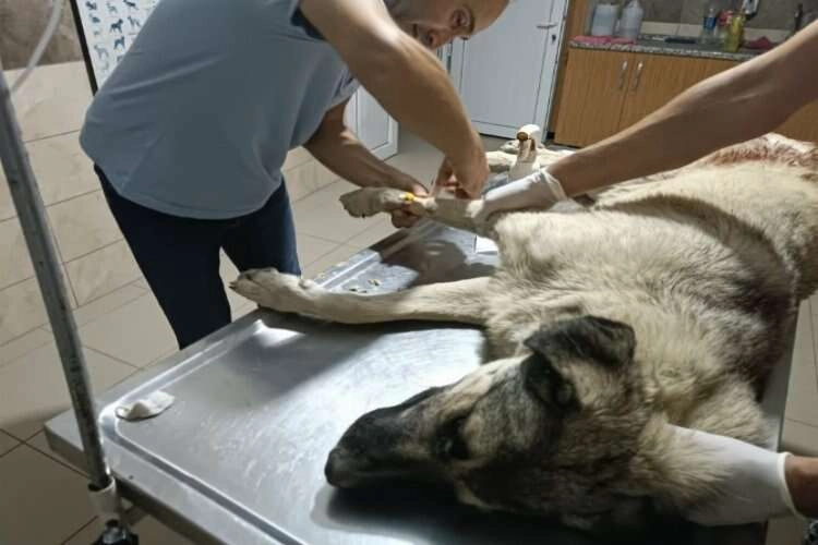 Manisa'da sokak köpeği av tüfeğiyle vuruldu