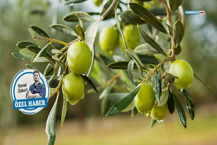 Bu sene yok yılı olacak haberinin görseli