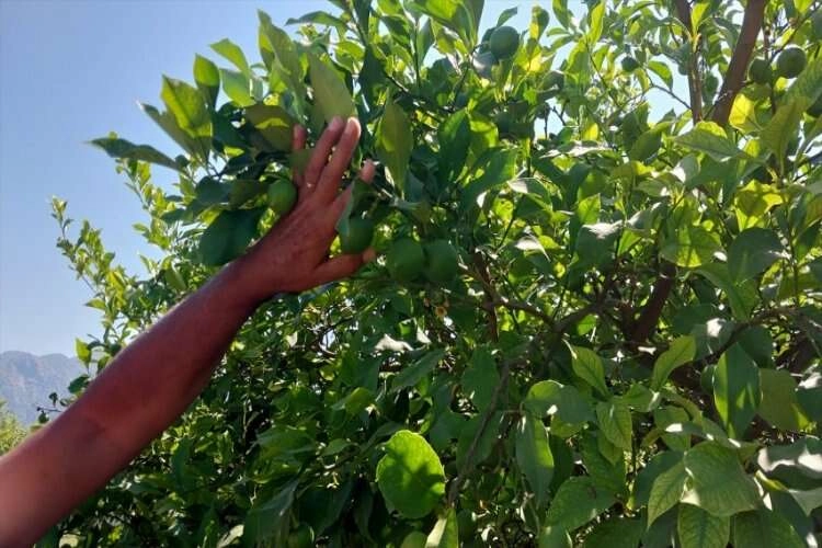 Ortaca ve Dalaman'ın limonları alıcılarını bekliyor haberinin görseli