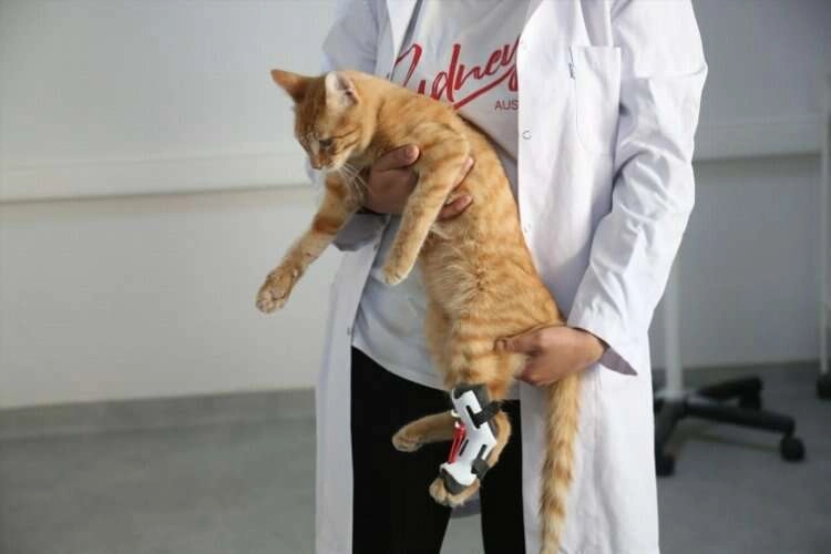 Yürüyemeyen kedi için ortez aparatı yapıldı haberinin görseli