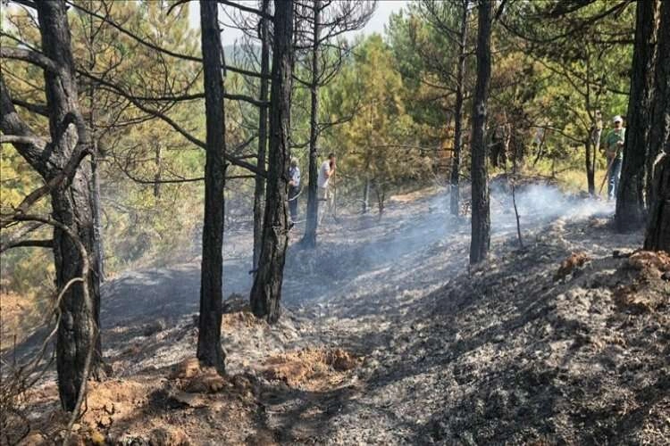 Bilecik'te orman yangını: 05/08/2023 haberinin görseli