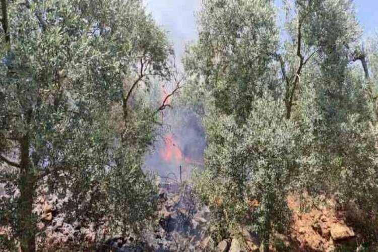 Bursa'nın 4 farklı noktasında orman yangını haberinin görseli