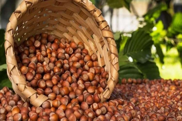 Fındık fiyatları ne kadar? İşte 6 Ağustos itibariyle fındık fiyatları... haberinin görseli